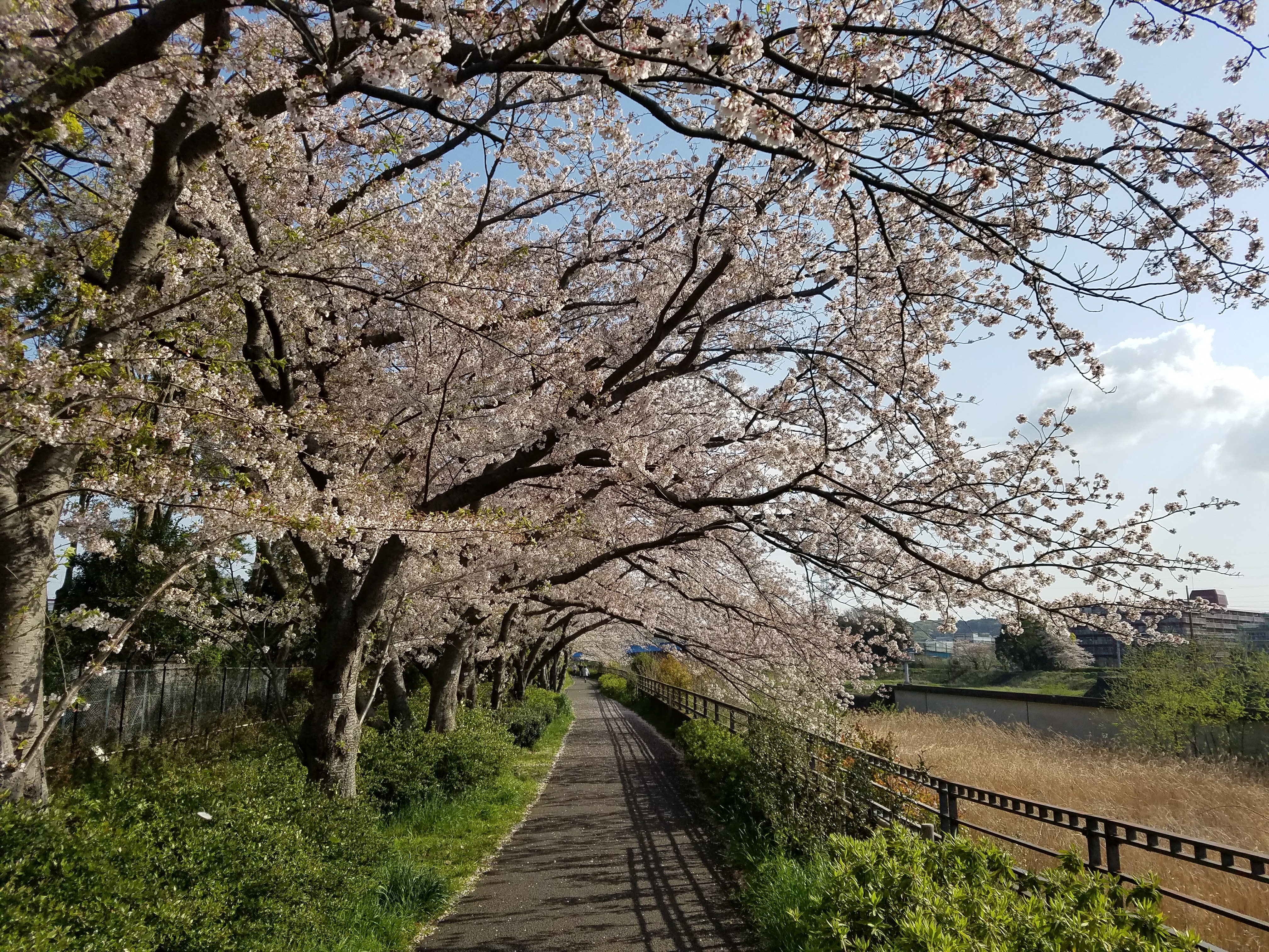 Art "Sakura"